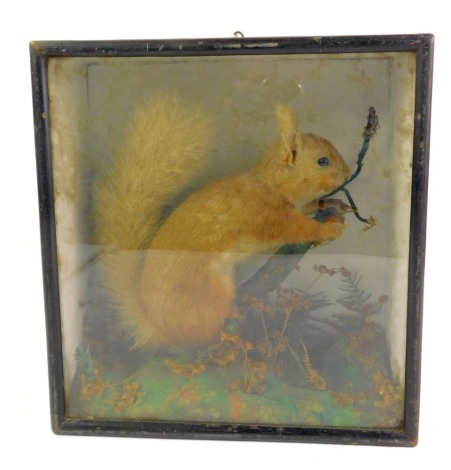 Taxidermy. A red squirrel, modelled seated holding a nut, in black ebonised case, 31cm high, 29cm wide, 12cm deep.