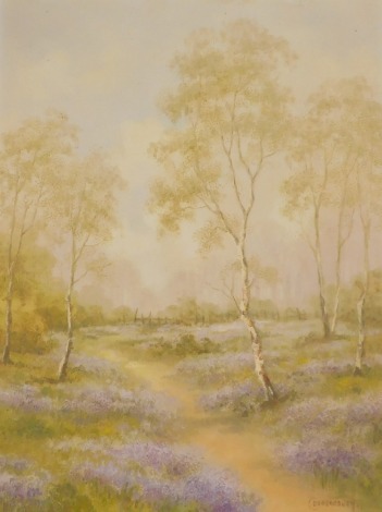 C Desborough (20th/21stC School). Silver birch and lavender field, oil on canvas, signed and framed,