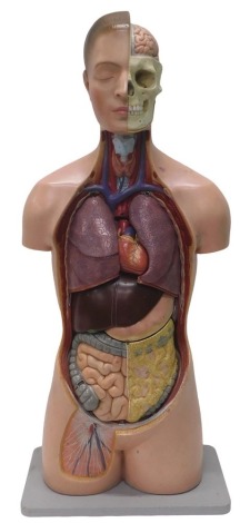 A medical anatomical model of a human torso, 94cm high, in travelling case. (AF)