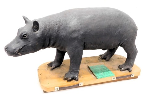 A painted composition figure of a baby hippopotamus, mounted onto a plinth with carrying handles, etc., 104cm wide. (AF)