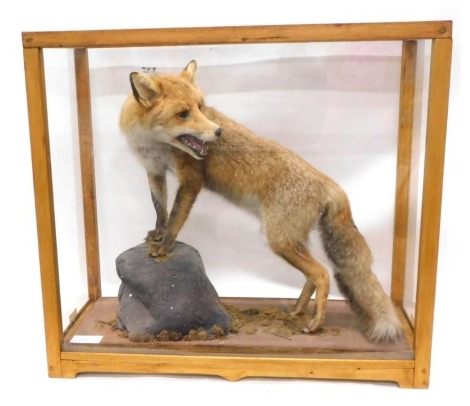 A taxidermied Red Fox, standing with front paws on a rock, in pine perspex case, 83cm wide.