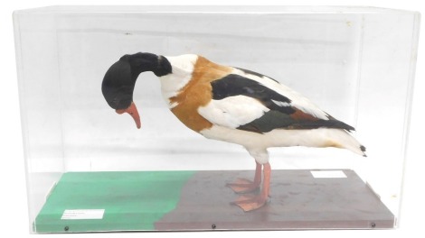 A taxidermied Shell Duck, in fitted perspex case, 67cm wide.