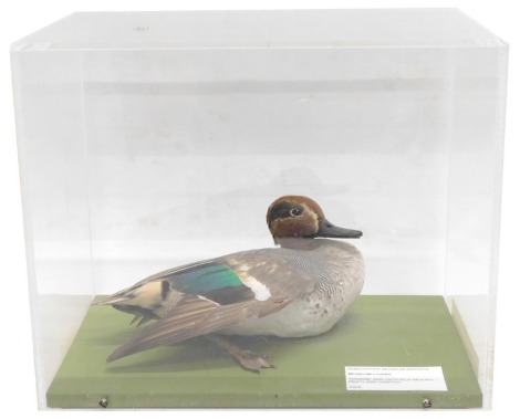 A taxidermied Teal, with label stating it was found on Thorne & Hatfield Moores near Doncaster, in perspex case, 34cm wide.