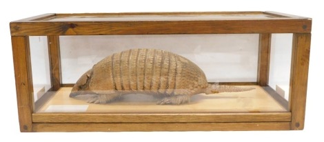 A taxidermied Armadillo, in wood and Perspex case, 66cm wide.