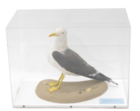 A taxidermied Lesser Black Backed Gull, in Perspex case, 54cm wide.