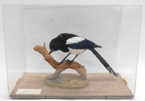 A taxidermied Magpie, in fitted Perspex case, 53cm wide.