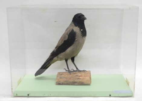 A taxidermied Hooded Crow perched on a log, in fitted Perspex case, 53cm wide.