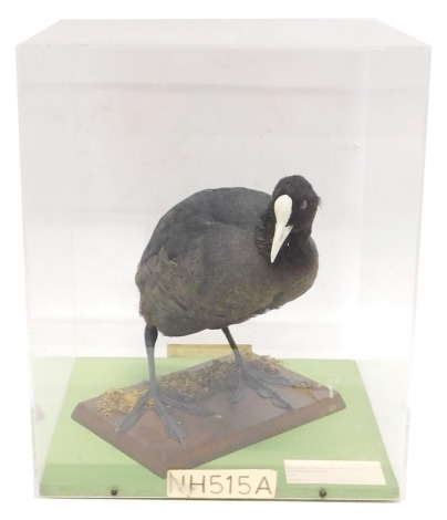 A taxidermied Coot, in fitted Perspex case, 32cm wide.