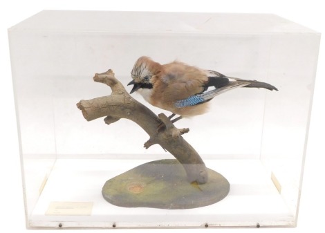 A taxidermied Jay, in fitted Perspex case, 53cm wide.