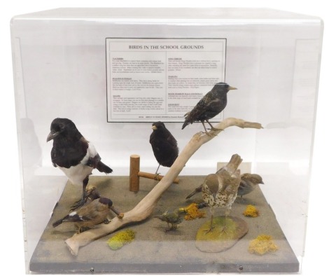 A taxidermied collection of British birds, Blackbird, female Bullfinch, Magpie, Song Thrush, Starling, House Sparrow male and female, and Goldcrest, all in the same fitted case, 50cm wide.