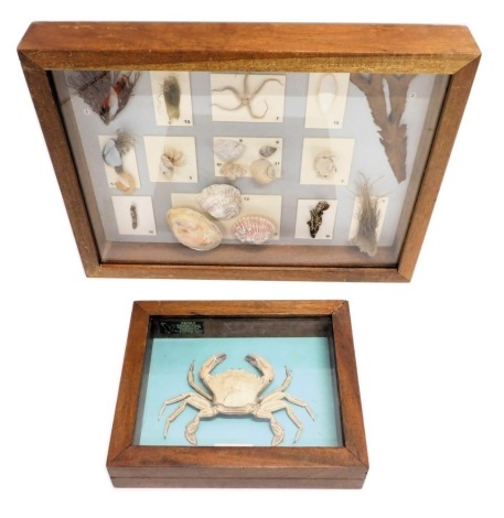 A taxidermied Swimming Crab, in fitted wooden case, and a collection of shells, seaweed, etc., mounted in a fitted case. (2)