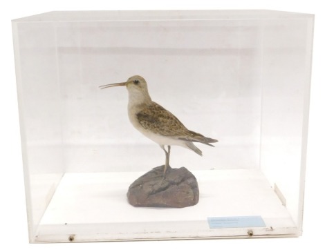 A taxidermied Curlew Sand Piper, in fitted Perspex case, 34cm wide.