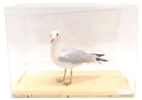 A taxidermied immature Black-Headed Gull, 53cm wide.