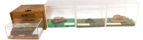 A collection of four taxidermied rodents, Common Shrew (x2), Black Vole and Water Shrew.