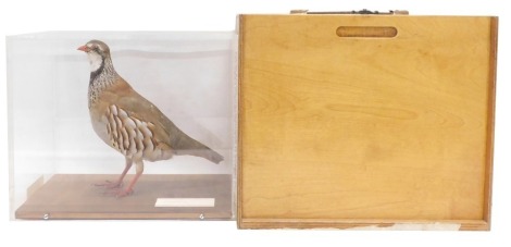 A taxidermied Red-Legged Partridge, in fitted Perspex case with outer travelling case, the Perspex case 32cm wide.