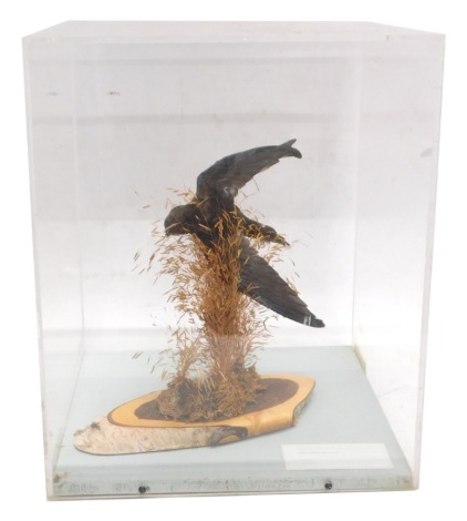 A taxidermied Swift, in glazed Perspex case, 32cm wide.