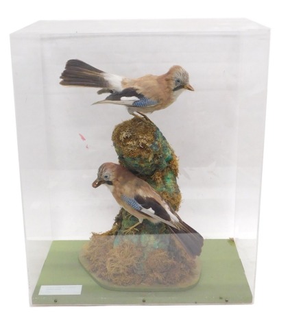 A group of two taxidermied Jays, mounted onto a tree stump, in glazed Perspex case, 52cm wide.