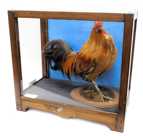 A taxidermied cockerel, in wooden framed perspex case, 56cm wide.