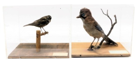 A taxidermied Jay & a Redwing, each in perspex case. (2)