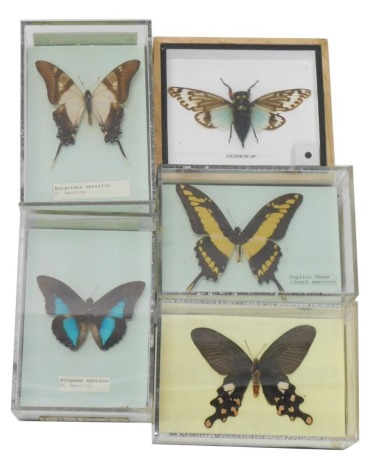 A collection of butterflies,etc., mainly South American. (5)