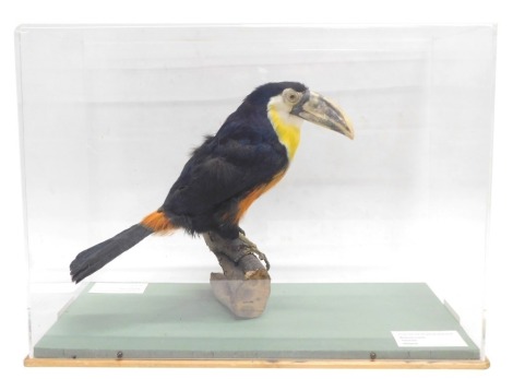 A Taxidermied Toucan, in perspex case, 53cm wide.