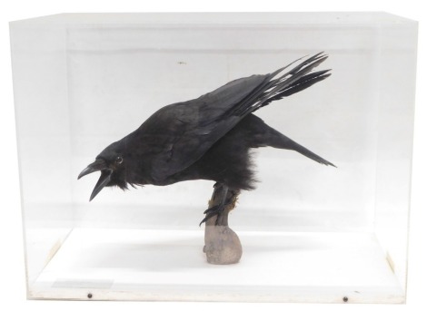 A taxidermied Carrion Crow, in a perspex case, 56cm wide.