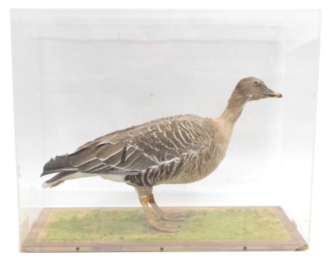 A taxidermied Pink-Footed Goose, in perspex case, 63cm wide.