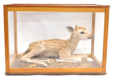 A taxidermied Sika Deer Fawn, in wood and perspex case, 55cm wide.