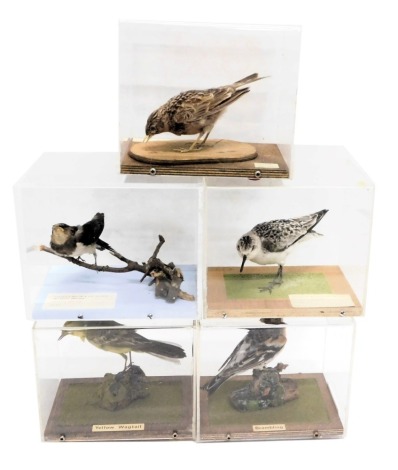 A collection of five taxidermied birds, Juvenile Swallow, a Sandling, A Brambling, Skylark and a Yellow Wagtail, four in perspex cases and travelling cases.