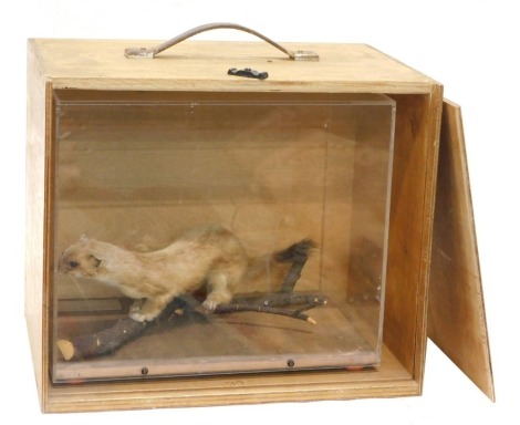 A taxidermied Stoat, in perspex case, 31cm high, and a travelling case.