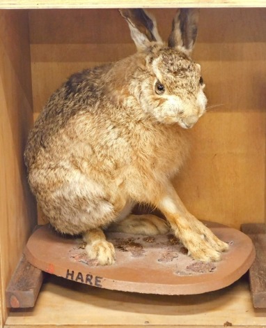 A taxidermied Hare, mounted on a painted base, with travelling case, the base 31cm wide.