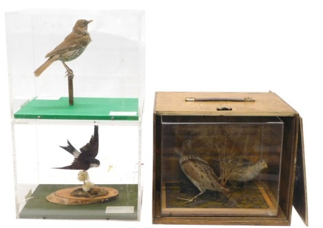 A collection of taxidermied birds, each in a perspex case, to include Song Thrush and Housemartin. (3)