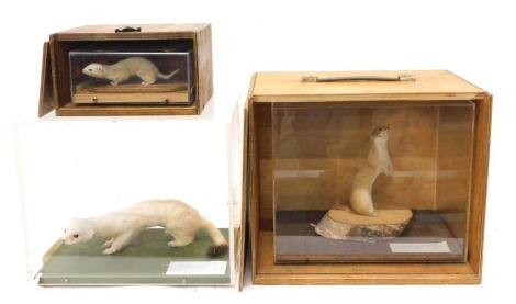 Three taxidermied rodents, to include a Weasel and a Stoat in a winter coat, each in a perspex case.