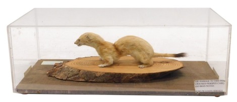 A taxidermied Stoat, mounted onto a log, in a perspex case, 52cm wide.