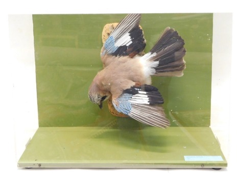 A taxidermied Jay, in perspex case, 54cm wide.