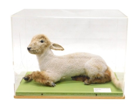 A taxidermied lamb, in perspex and wooden case, 54cm wide.