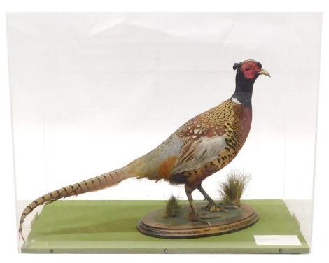 A taxidermied Pheasant, oval oak base and a perspex base, 63cm wide.