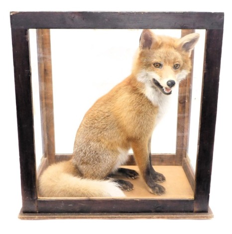 A taxidermied Red Fox, seated position, in a stained pine perspex case, 58cm wide.