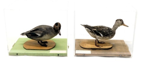 A taxidermied Teal Drake and a female Teal, each in a perspex case, 34cm wide. (2)