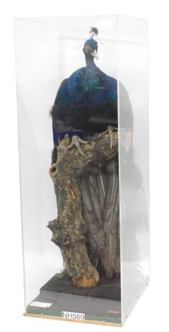 A taxidermied Peacock, perched on a branch, in glazed perspex case, 99cm high, 34cm wide.