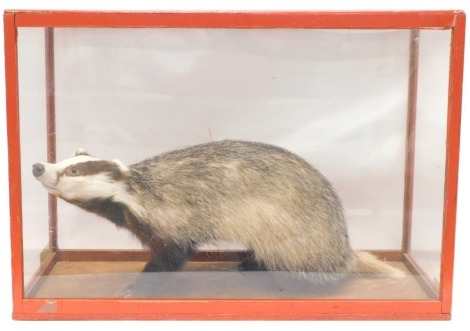 A taxidermied Badger, in red painted perspex case, 77cm wide.