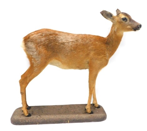 A full taxidermied Red Deer, on a shaped base, labelled for the taxidermist Graham Teasdale, 91cm wide.