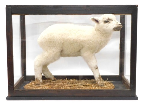 A taxidermied Lamb, in stained pine and perspex case, 77cm wide.