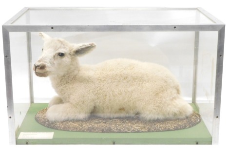 A taxidermied Lamb, with label for Graham Teasdale, in aluminium and perspex case, 63cm wide.