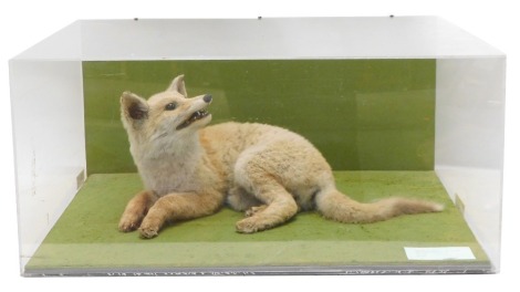 A taxidermied juvenile Red Fox, in perspex case, 63cm wide.