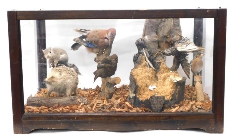 A group of taxidermied British rodents and birds, to include Hedgehog, Grey Squirrel, Jay, Starling, etc, in stained pine and perspex case, 77cm wide. (Case - AF)