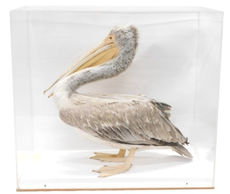 A taxidermied Pelican, in perspex wooden case, 73cm wide.