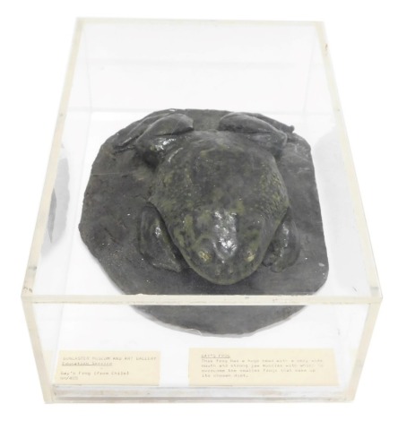 A museum model of a Gay's Frog, in perspex case, 33cm wide.