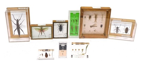 A group of taxidermied bugs and insects, to include House Flies, etc. (9)