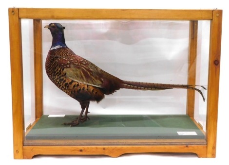 A taxidermied male Pheasant, in stained pine and perspex case, 69.5cm wide.